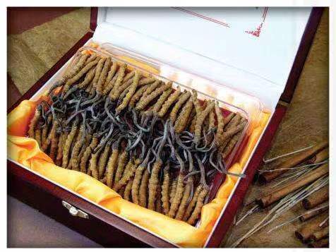 嘉积镇冬虫夏草回收